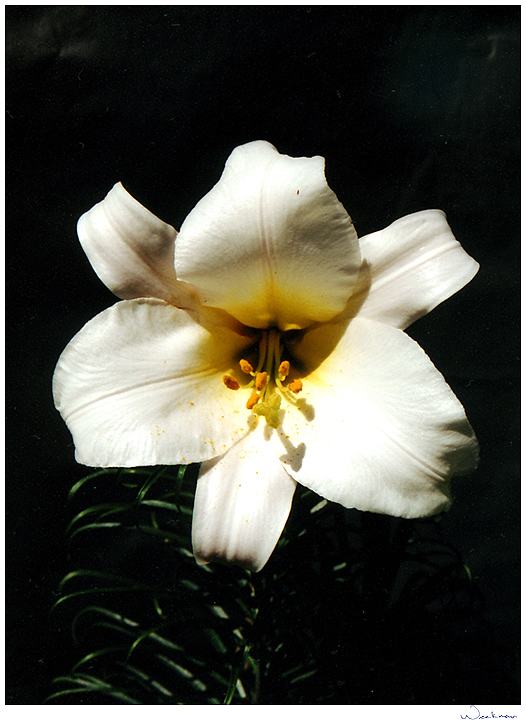 REgali