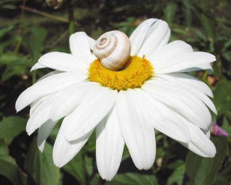 флора и фауна