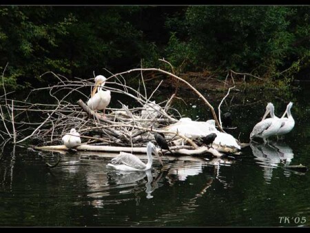 Семейное гнездо