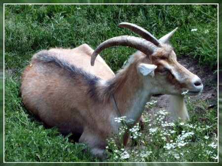 За козу ответишь...