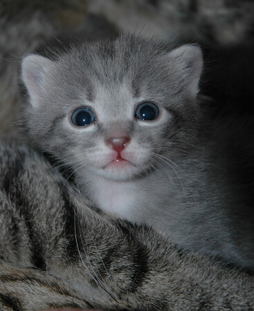 Кошак без названия.