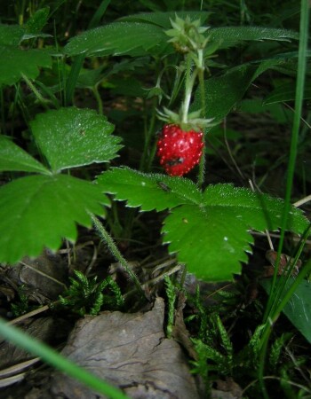 А какая сладкая!