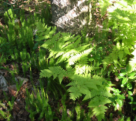 А под ногами-то какая красота!