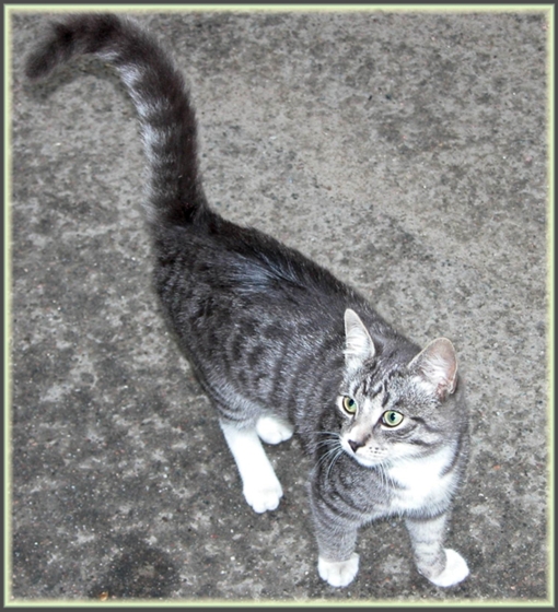 Кот Полоскин