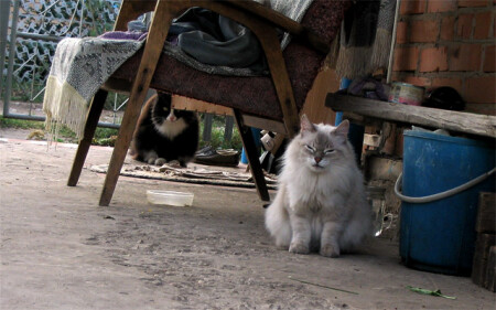 Пушистая парочка :)