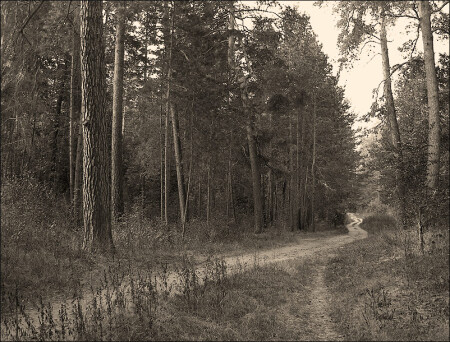 в лес...
