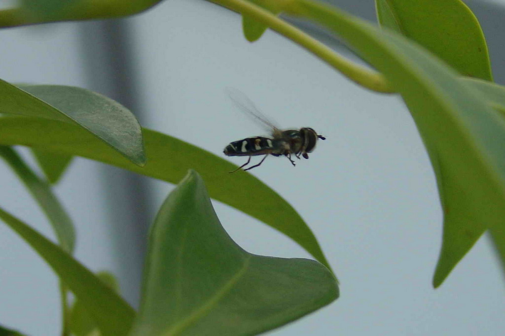&quot;Myxa&quot;