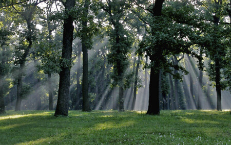 утро туманное