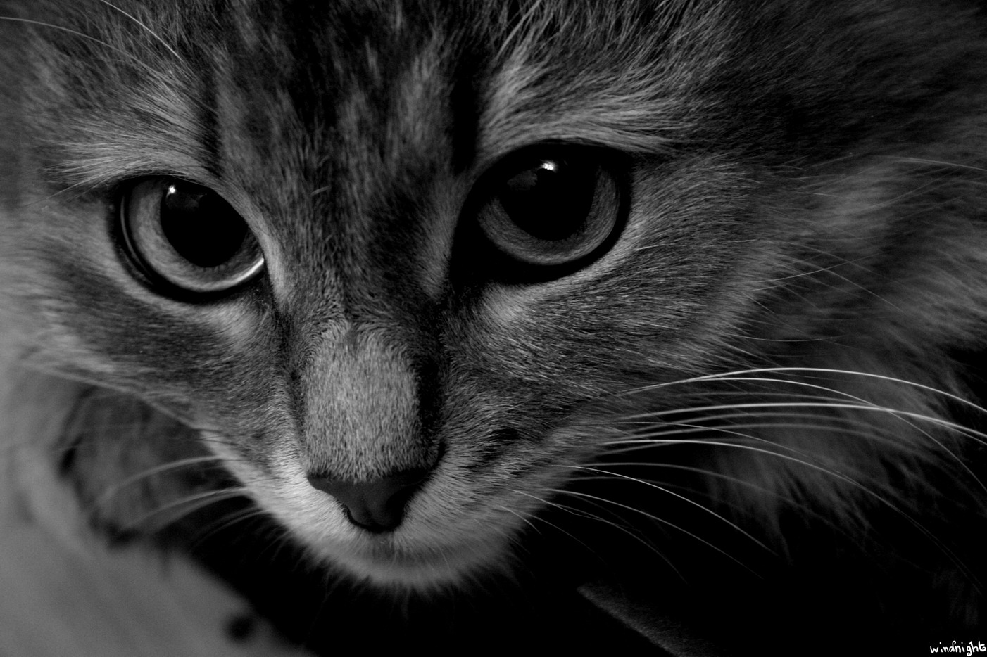 Please, tame me...(c)