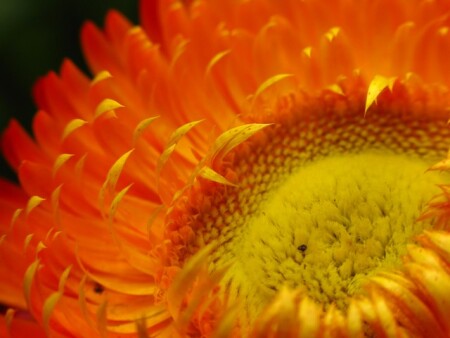 ЦВЕТОК СОЛНЦА