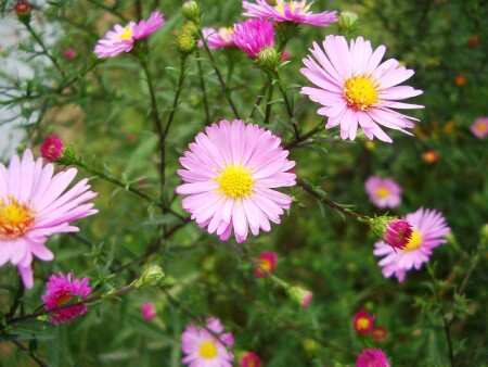 Цветы на даче 17 сентября 2005