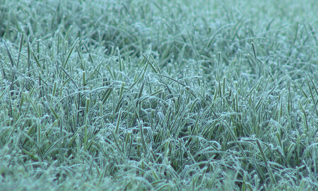 Еще зеленая...