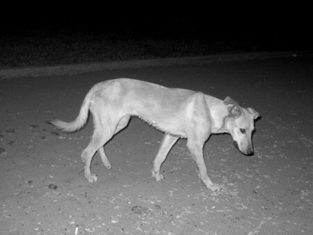 все наперекосяк..