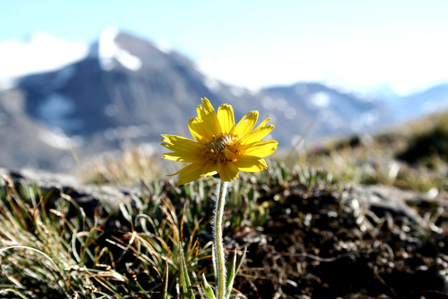 The flower