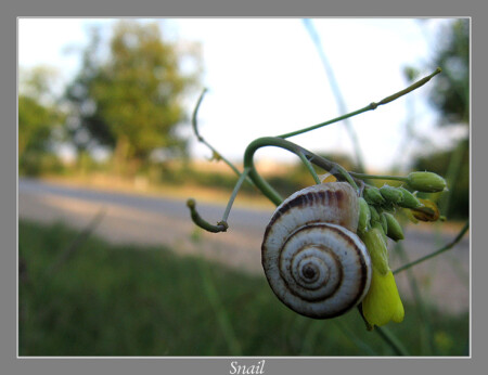 Snail