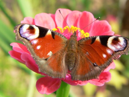 Время обедать_2