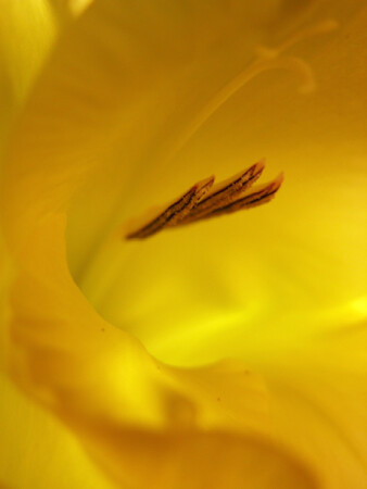 желтая волна