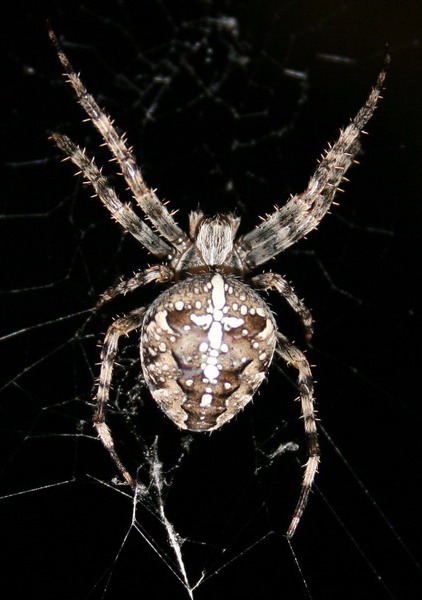 Паук 
