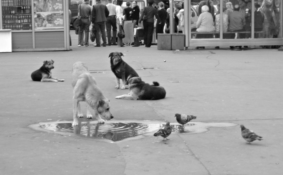 ..Превосходство..