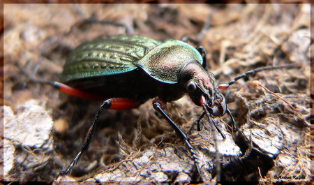 Carabus cancellatus