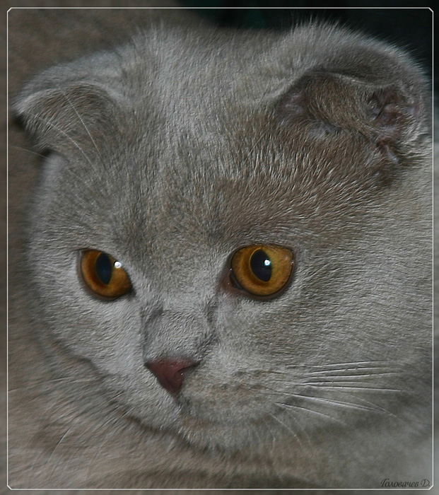 Винни