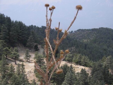 &quot;Турецкий зной&quot;