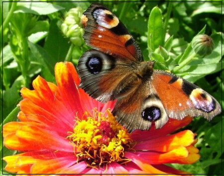 Краски ушедшего лета