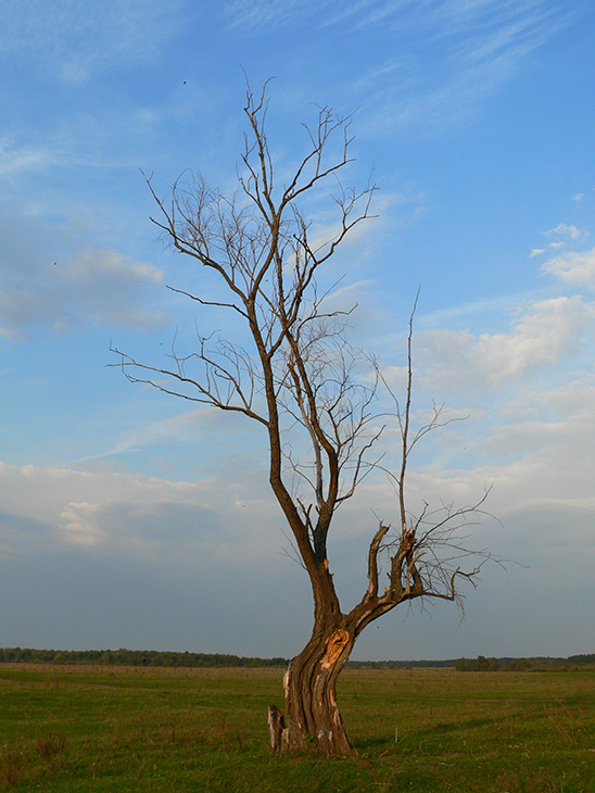 Корень в небо.