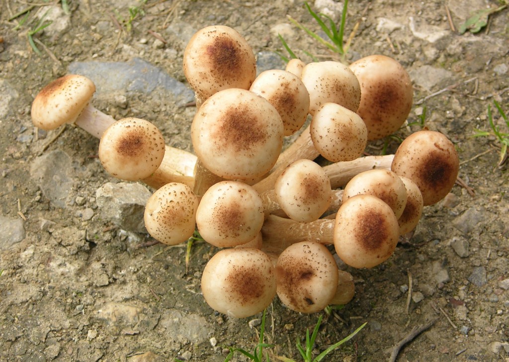 Грибочки