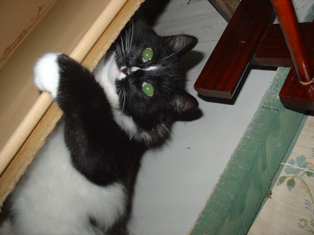 мой котик