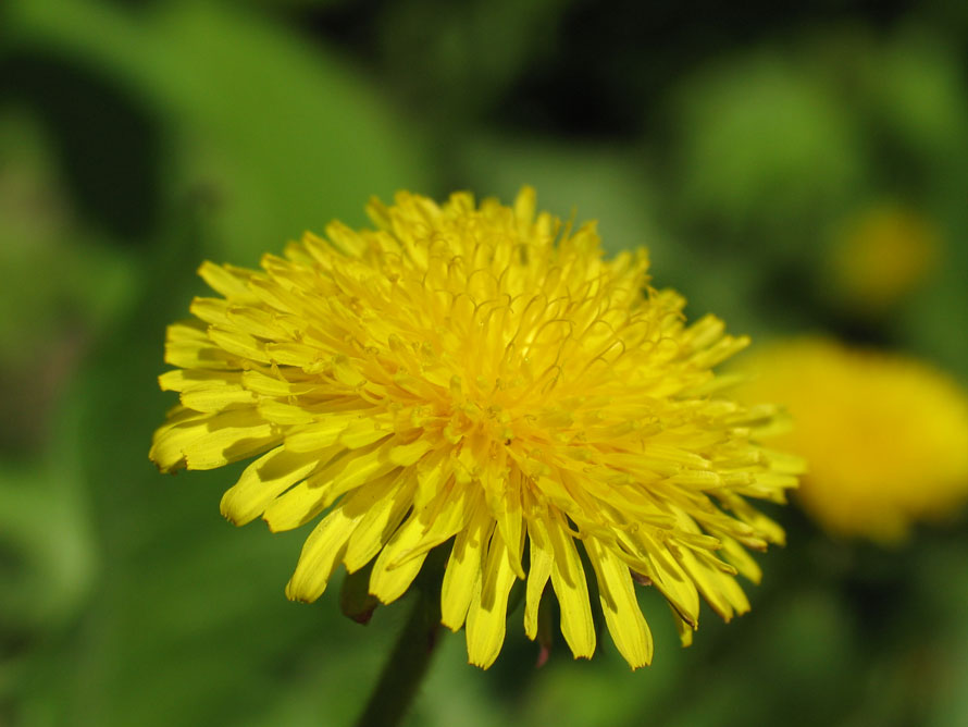 Sunny gold