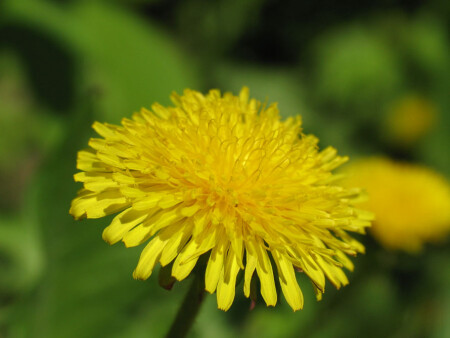 Sunny gold