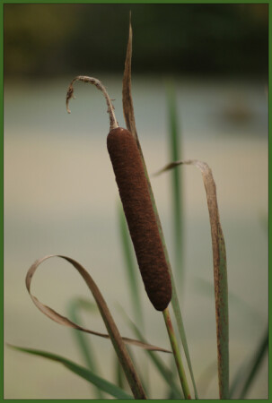 Последний из могиккан...