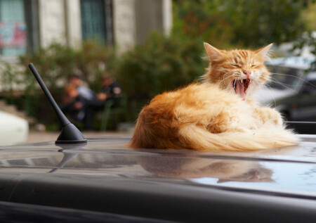 Новейшая совершеннейшая автосигнализация!