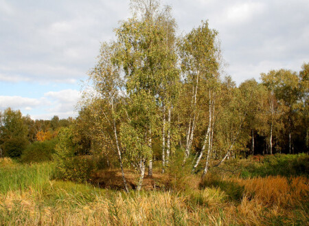 Осенняя картина