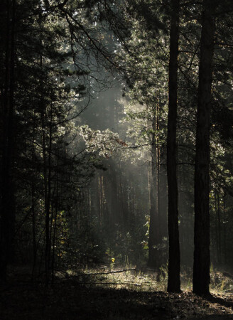 Таинственный лес