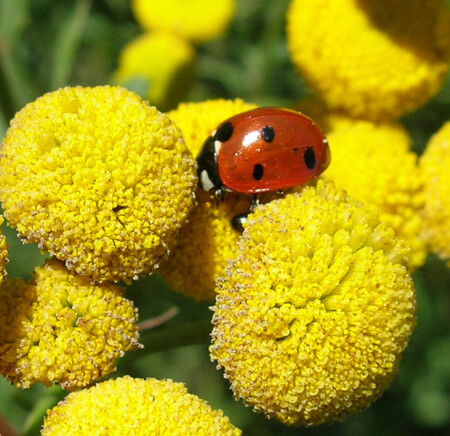 божия коровка