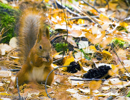Вкусняшка 2 или отъедаюсь на зиму :)