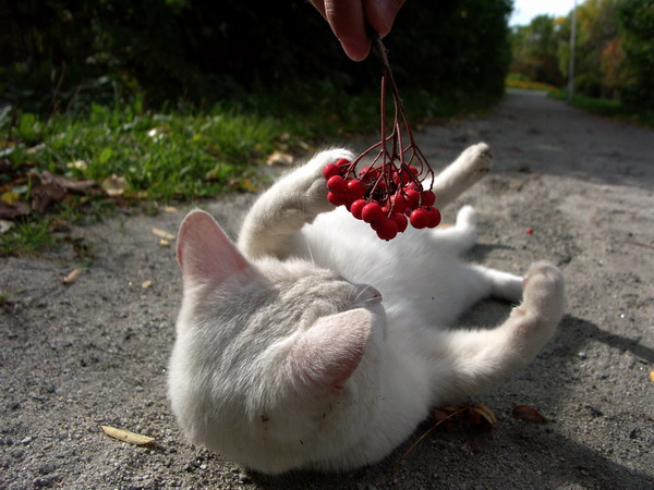 Общительный кот