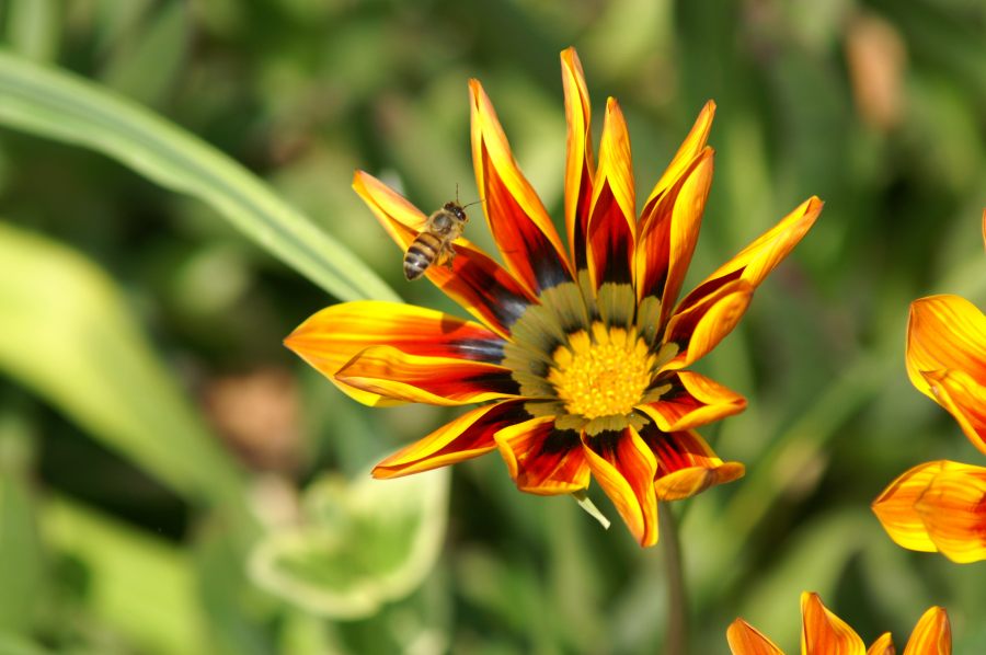 African Bee on a Flight