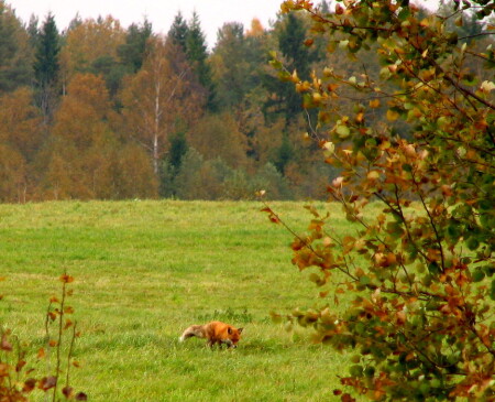 Оранжевая осень