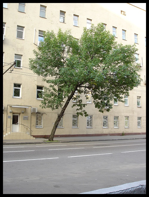 Дерево