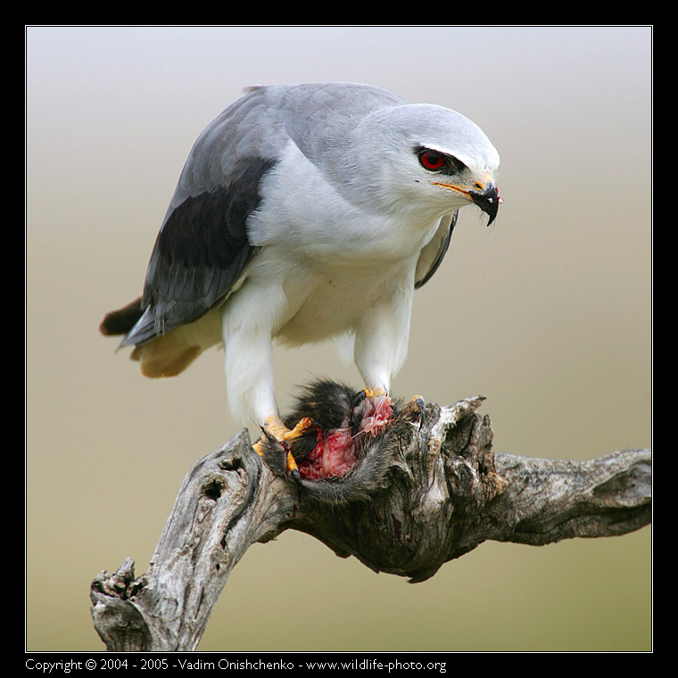 Дымчатый коршун - Elanus caeruleus