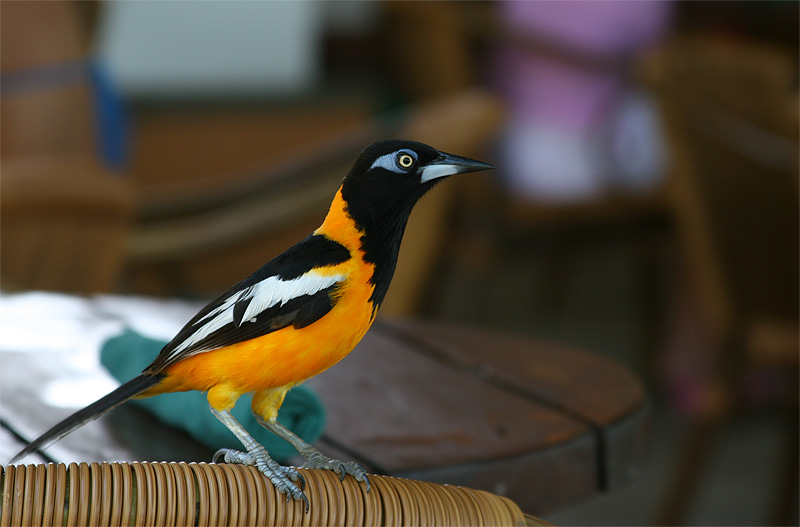 Orange Bird