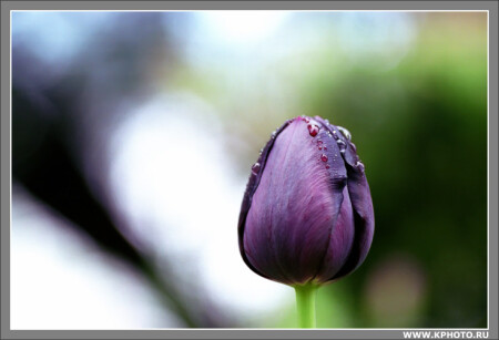 Черный Тюльпан
