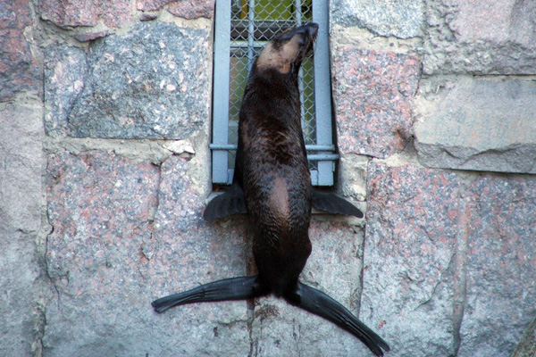 Северный морской котик