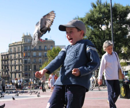 дикий голубь