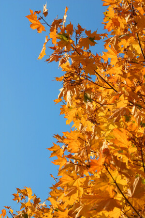 Цвета осени