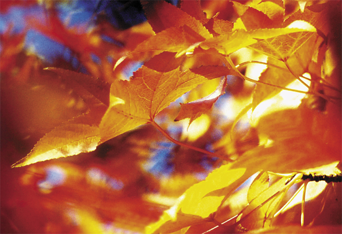 Color of Fall