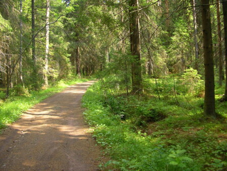 Тропинка к озеру